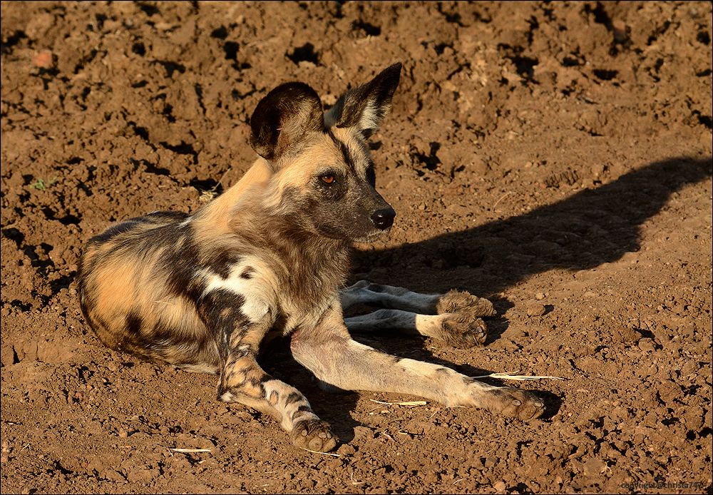 Wild Dog