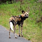 wild dog