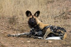 Wild Dog