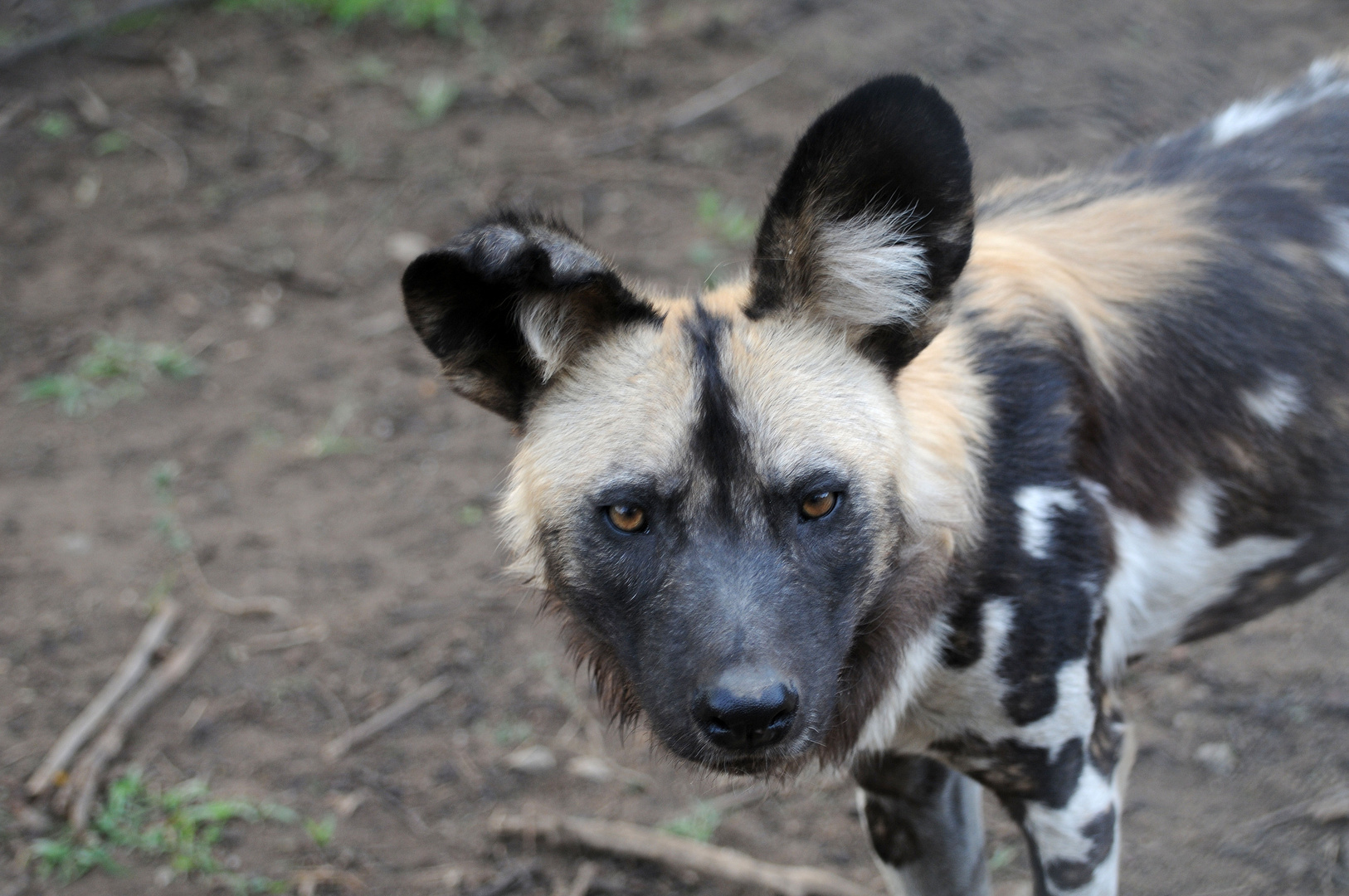 Wild Dog