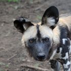 Wild Dog