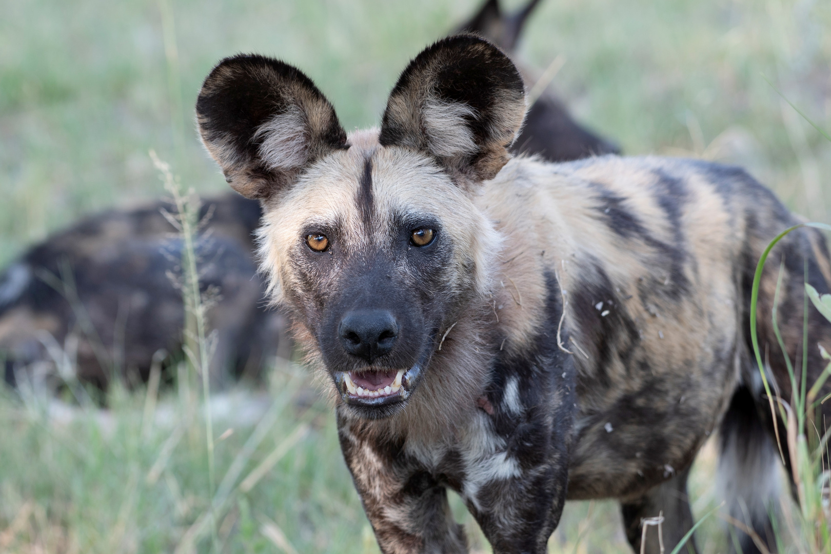 Wild Dog