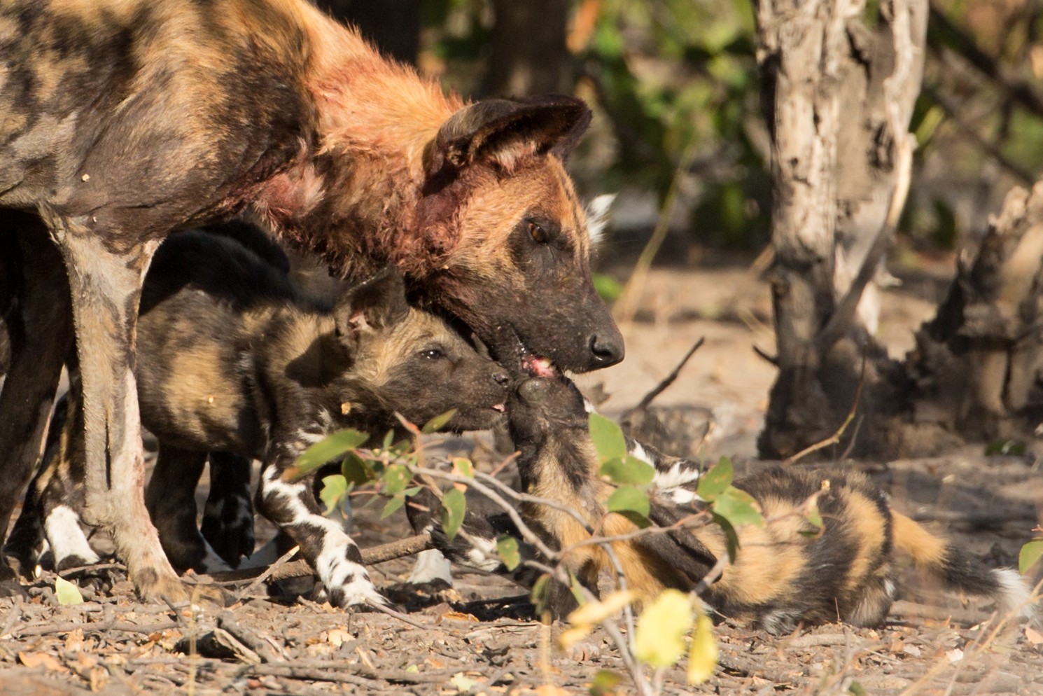 Wild Dog feeding