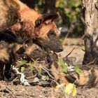 Wild Dog feeding