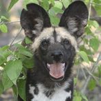 Wild Dog im Okawango-Delta November 2007