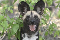 Wild Dog im Okawango-Delta November 2007