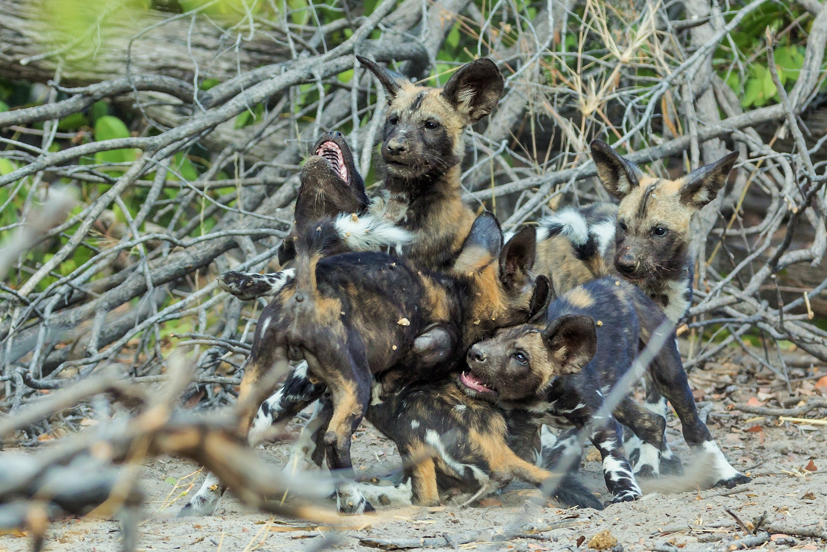 Wild Dog Wimmelbild