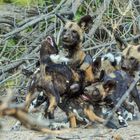 Wild Dog Wimmelbild