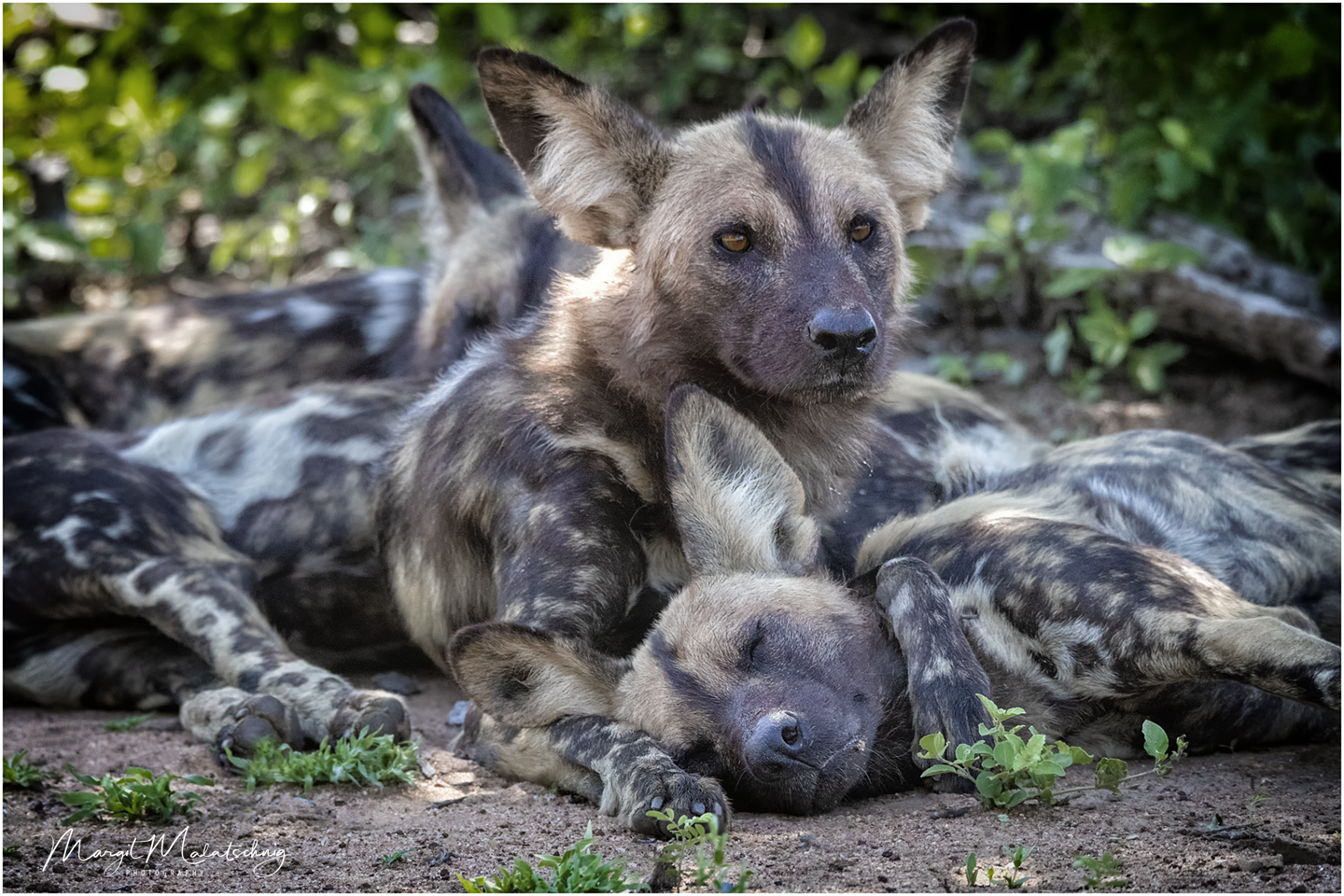 Wild Dogs