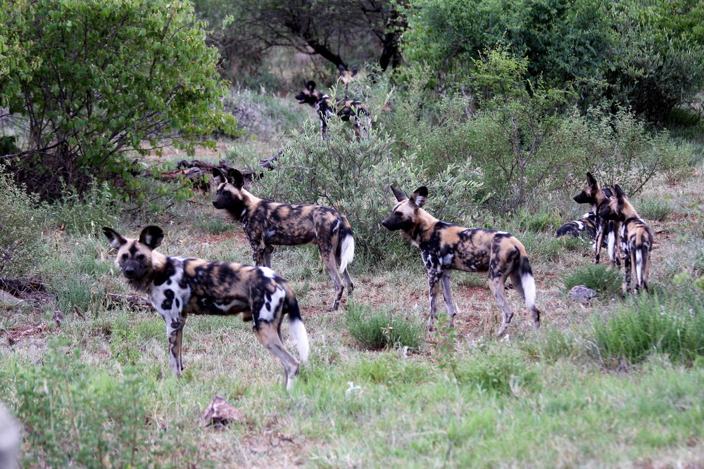 Wild Dogs