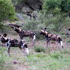 Wild Dogs