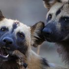 Wild Dogs -