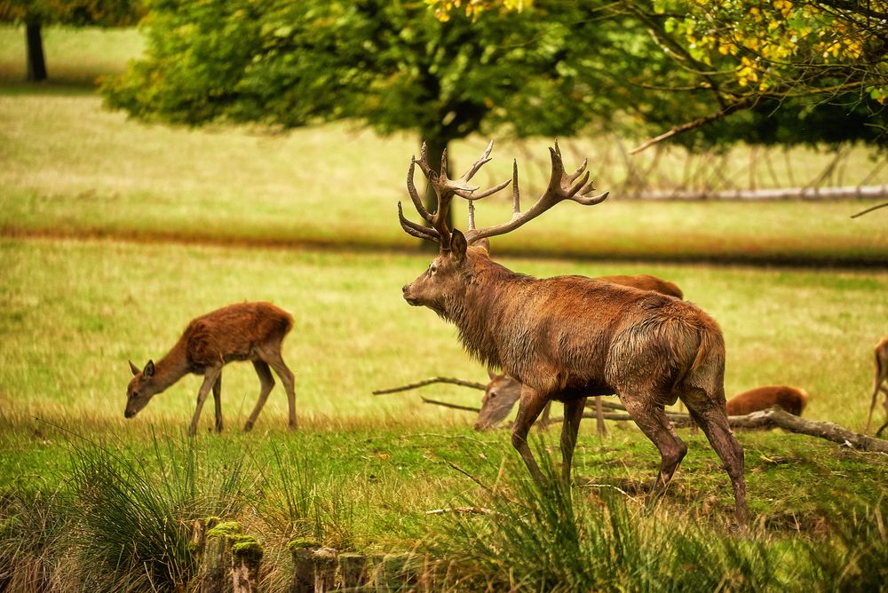 Wild Foto & Bild | Bilder auf fotocommunity