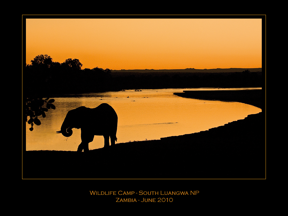 "wild" elefant at sunset