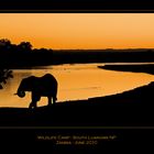 "wild" elefant at sunset