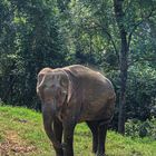 Wild elephant at open field