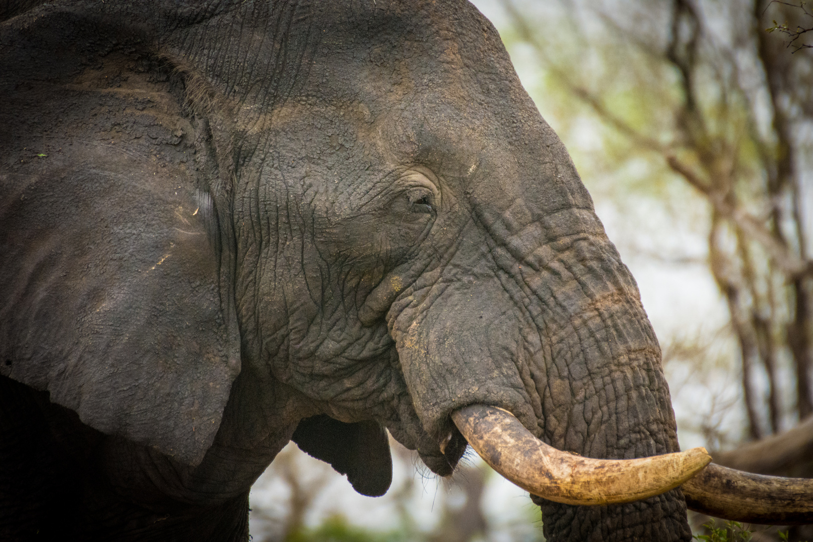 Wild Elephant Portrait