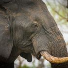 Wild Elephant Portrait