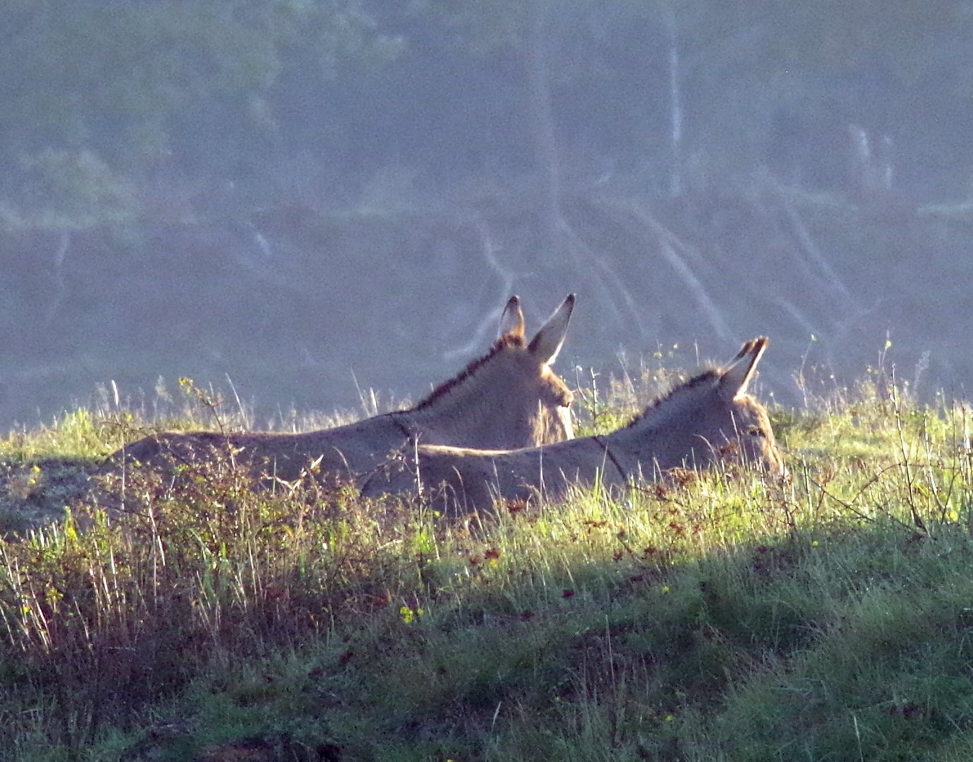 Wild Esel beim Sonnenbad am Morgen