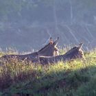 Wild Esel beim Sonnenbad am Morgen