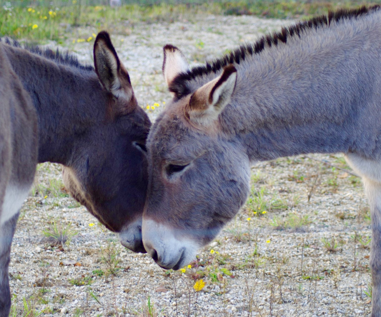 Wild-Esel in der Wahner Heide