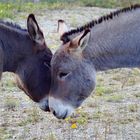 Wild-Esel in der Wahner Heide