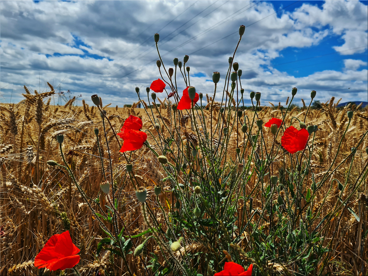 Wild Field