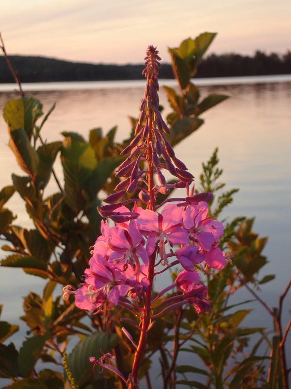 Wild Fireweed Plant