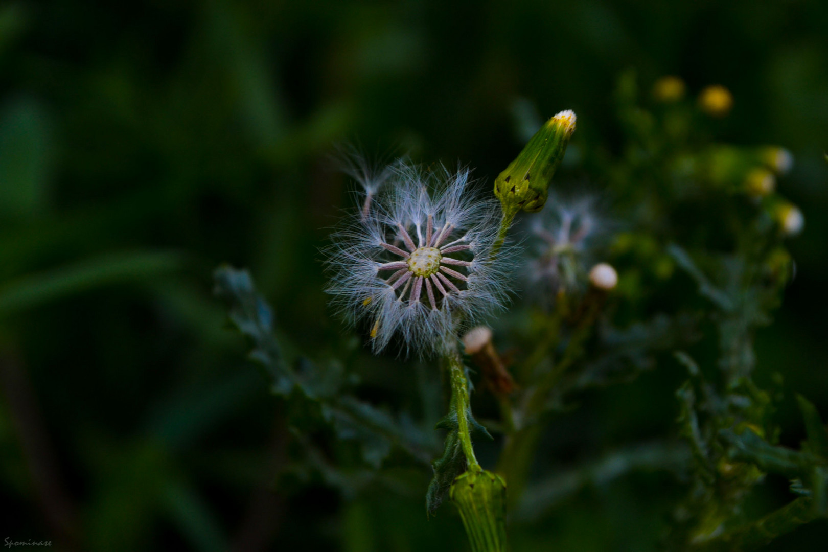 Wild flower