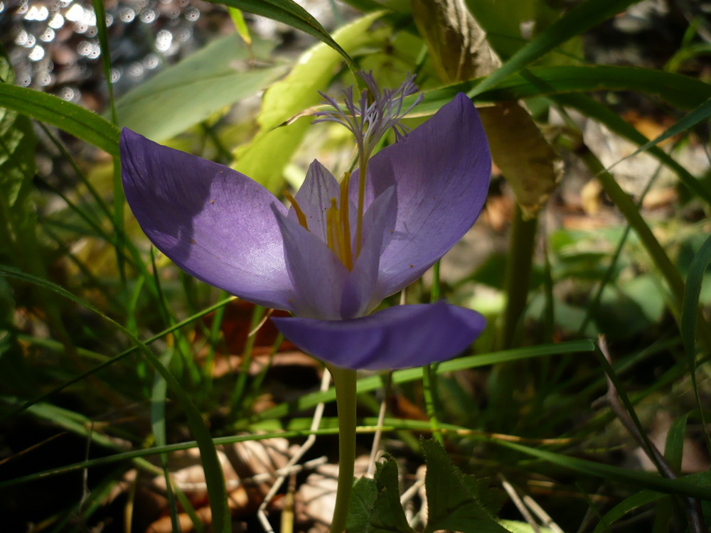 wild flower