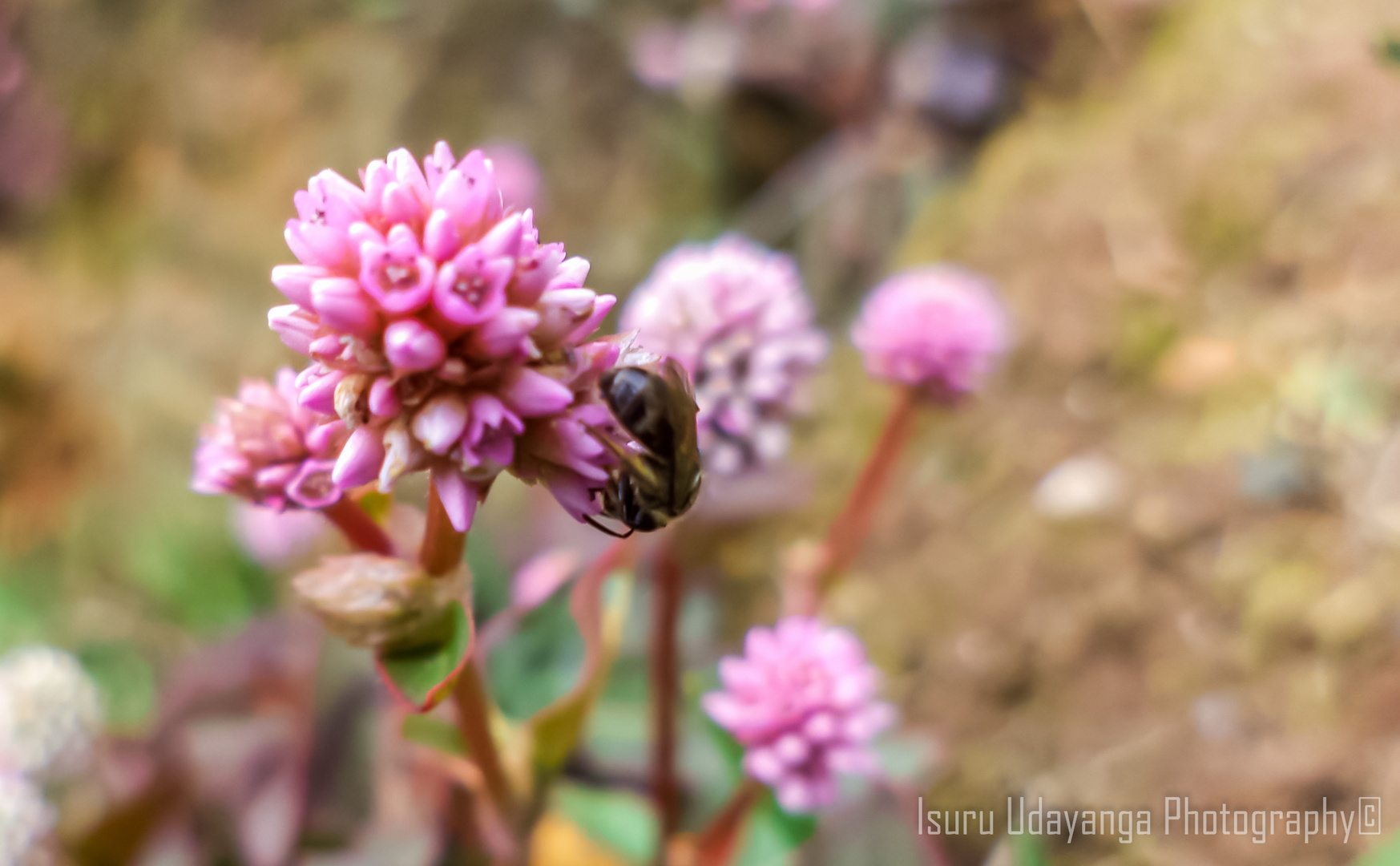 wild flower