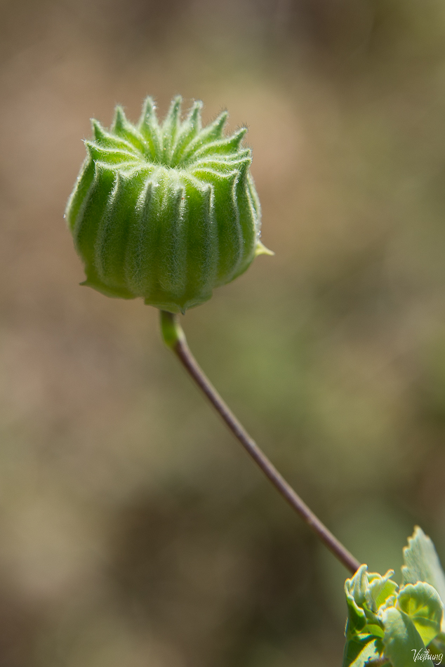 Wild flower 5