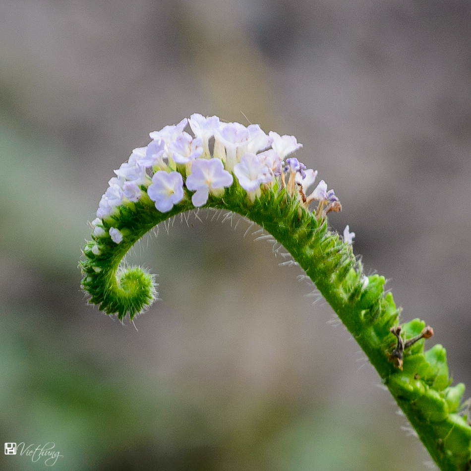 Wild flower