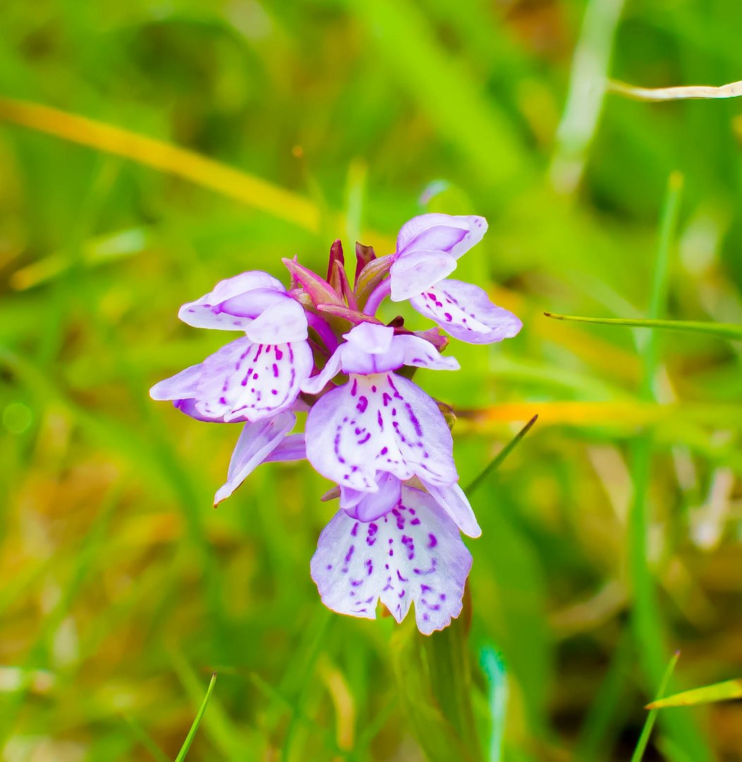 Wild flower