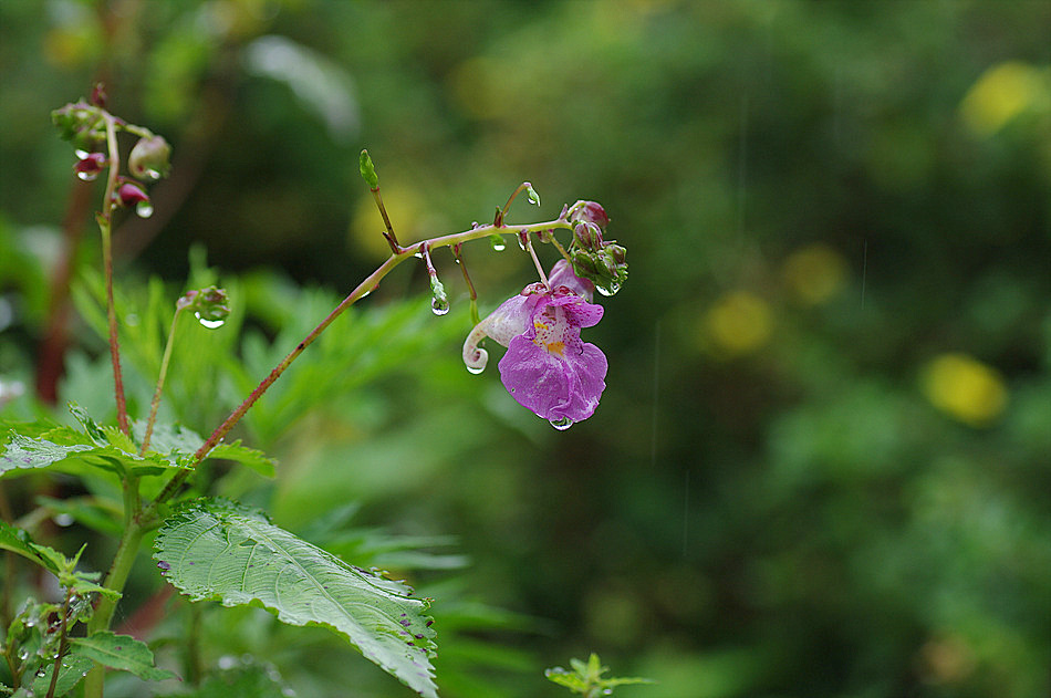 wild flower I