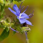 Wild flower near the waters edge.