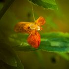 Wild flower over pond