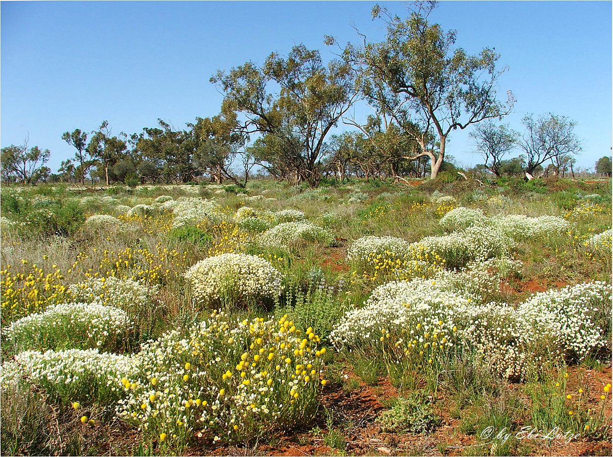 ** Wild Flower Season **