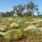 ** Wild Flower Season **