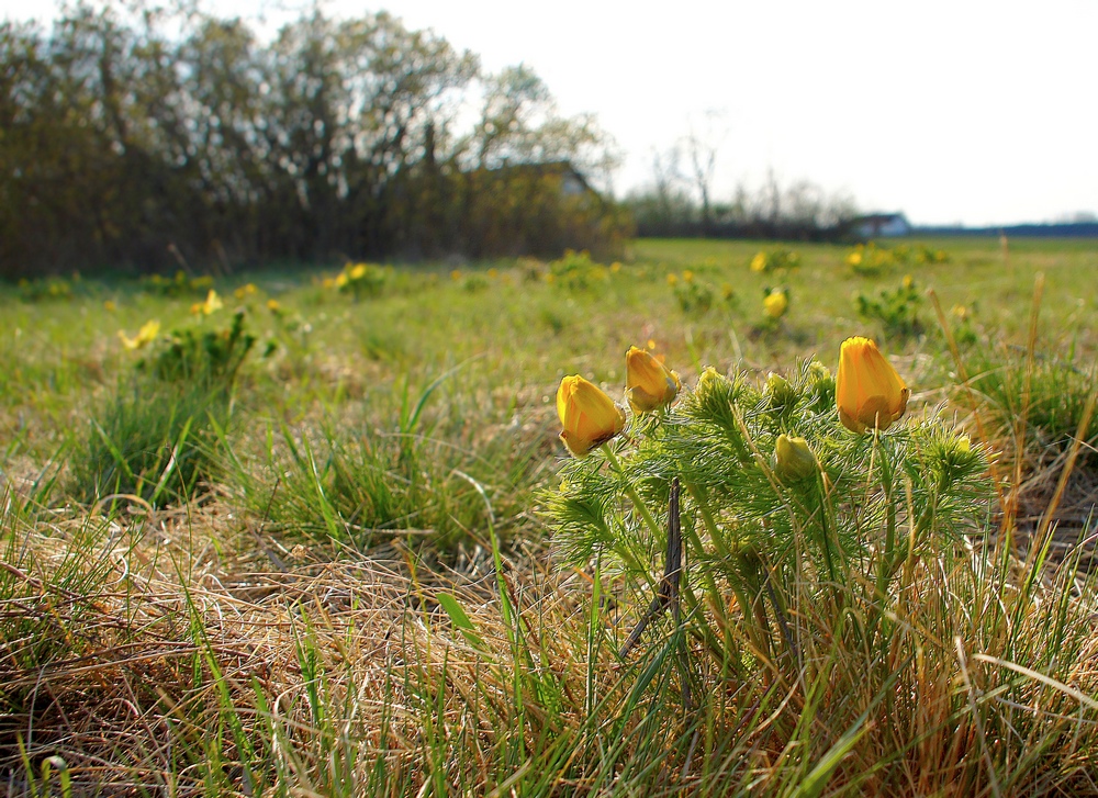 WILD FLOWERS