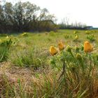 WILD FLOWERS