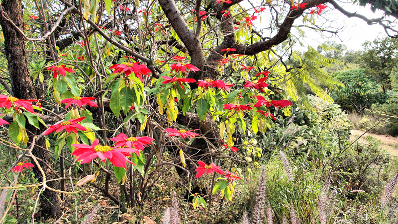 Wild Flowers