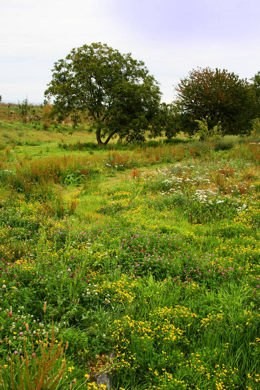 Wild Flowers