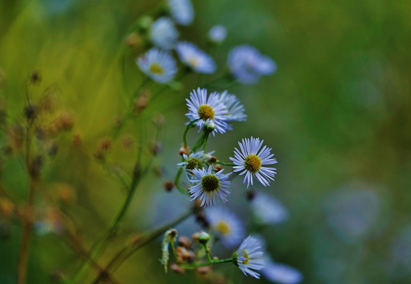 Wild Flowers