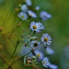 Wild Flowers