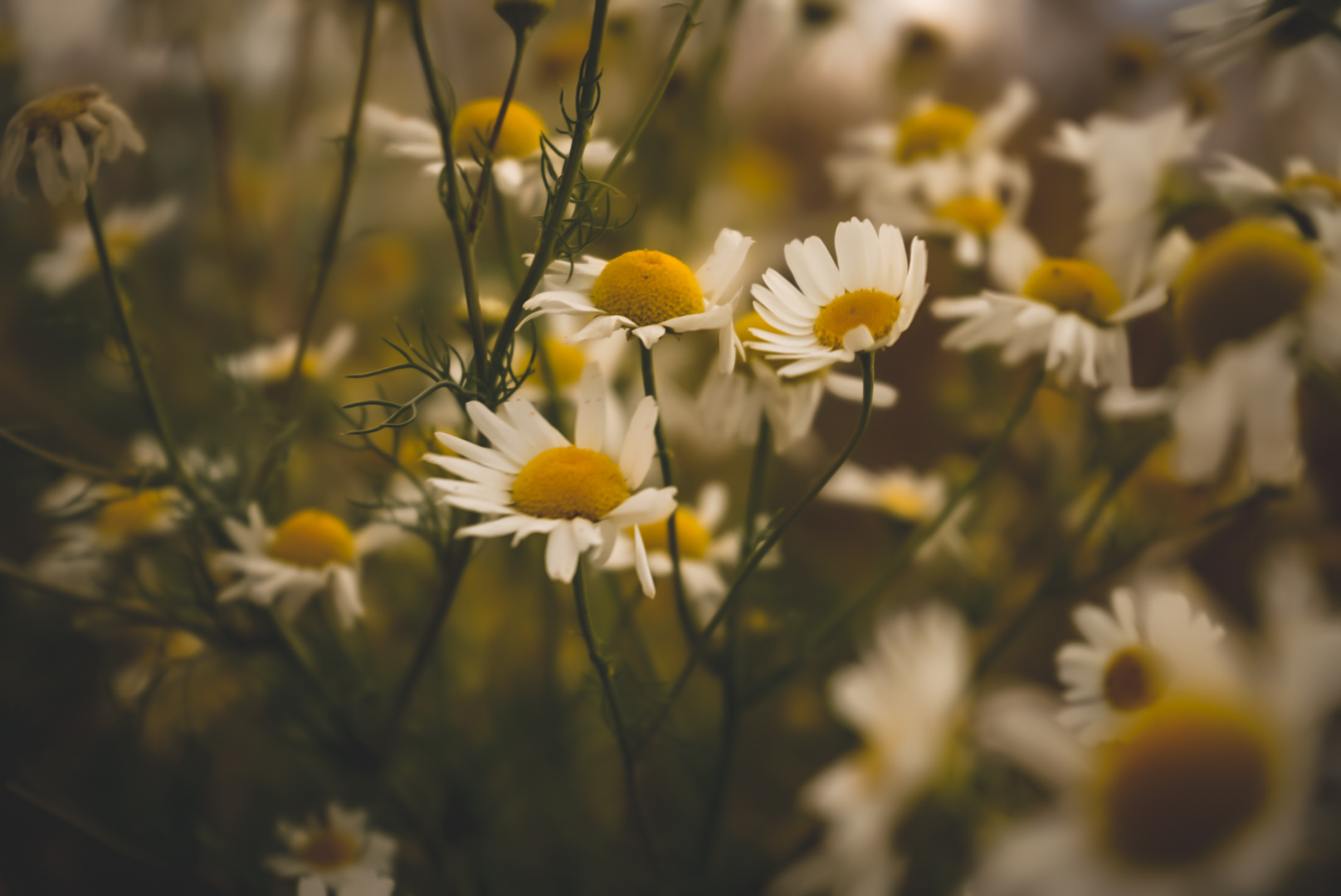 Wild flowers 