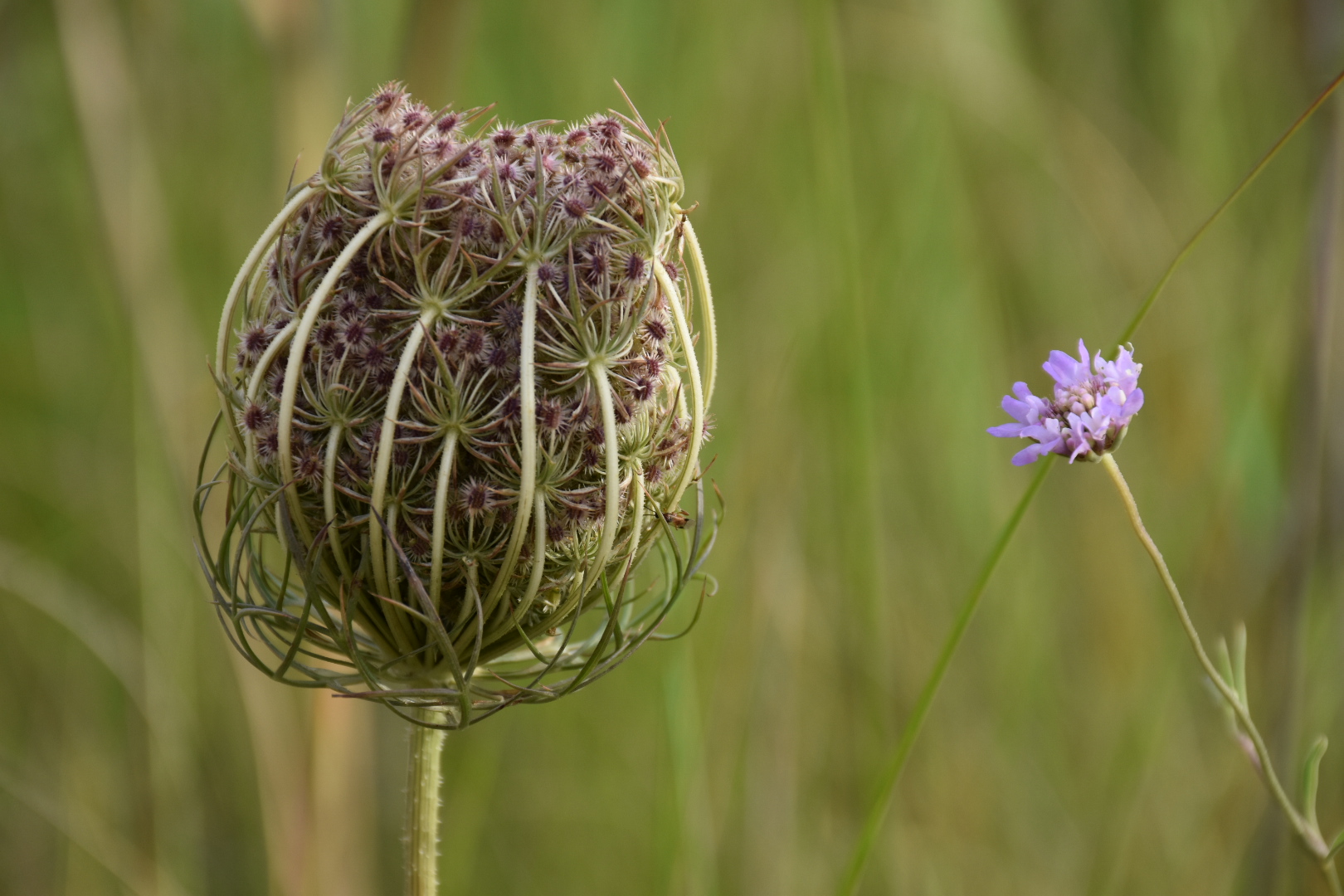 Wild Flowers 