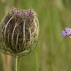 Wild Flowers 