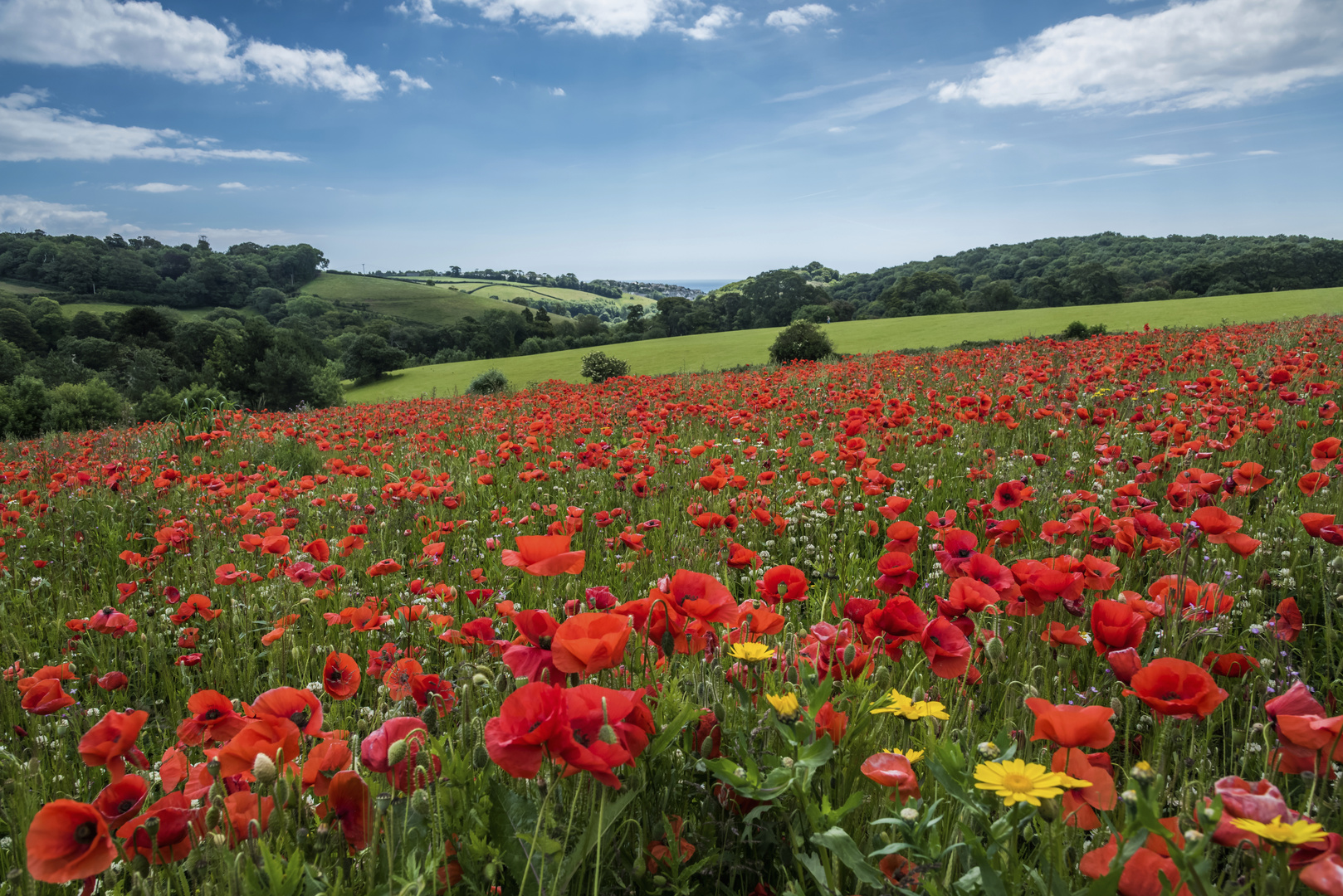 *wild flowers*