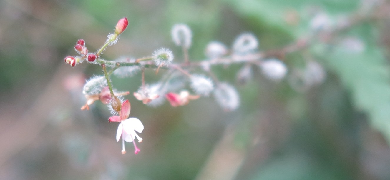 wild flowers